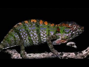 Labord's chameleon: The color-changing lizard that drops dead in 4 months