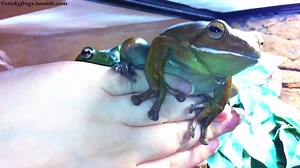 18K views · 850 reactions | Round Frog and Voigt are definitely home today because they have heard Snacks! (Feat. Jens-Butt!) | Stickyfrogs | Facebook
