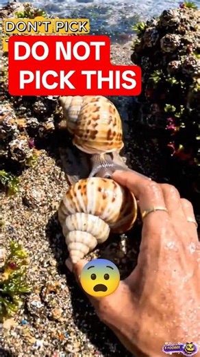 This Pretty Shell Shoots a VENOM Harpoon 😨
