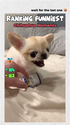 Ranking THE FUNNIEST CHIHUAHUA Moments #funny #dogs #chihuahua #pets