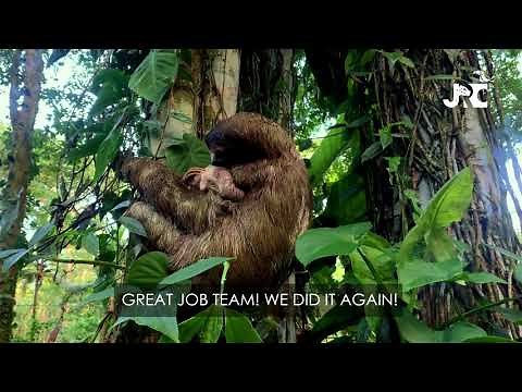 Jaguar Rescue Center | How do we reunite a Baby 3 Toed Sloth back with her mother?