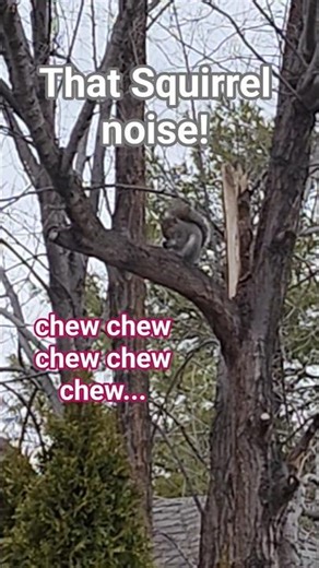 Squirrel chewing sounds. #squirrel