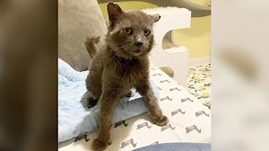 Saddest rescue cat gets a second chance at life 💖 Follow us on Instagram: instagram.com/geobeatsanimals | GeoBeats Animals