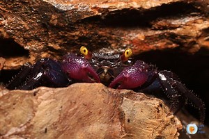 Vampire Crab Care Full Guide : Tank Setup, Breeding & More