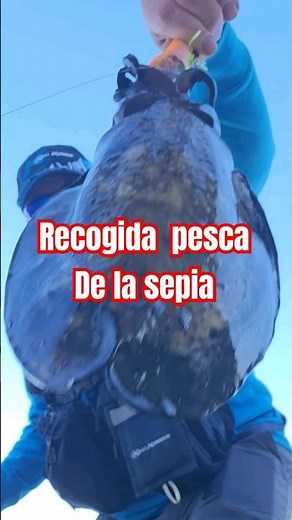 How to catch cuttlefish from the shore (collection) #eging #sepia