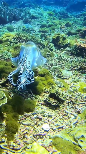 127K views · 5.9K reactions | Amazing cuttlefish : @bluebubbles_01 https://www.instagram.com/bluebubbles_01/ | Diving Specials | Facebook