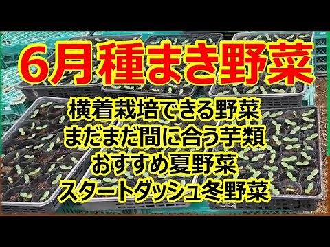 【横着栽培】6月に種まきできる野菜