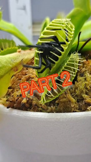 3.1K views · 48 reactions | Venus fly trap after digesting the black widow spider for around 3 weeks now. #carnivorousplants #tropicalplants #venusflytrap #flytrap | Carnivorous Plants Journey | Facebook