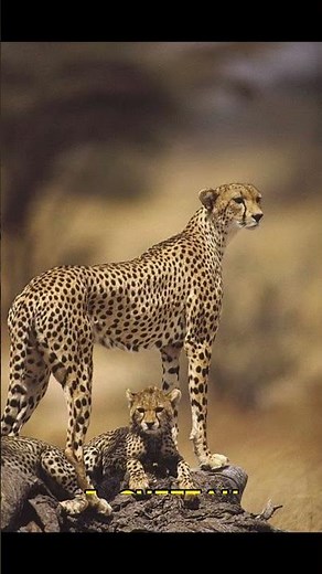 Top 10 Fastest Animals in the World In 2024 #wildlife #wildanimals #nature