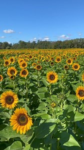 Ignite your passion for all things floral at U-Pick Sunflowers: Fall Festival! Dubbed the most unique event in New Jersey, you’ll leave our farm with your hands, hearts, and stomachs full! Tickets starting at $13.50! Pick your own sunflowers, gladiolus, dahlias, and more starting at 50¢ a stem. Plus, there's up to 20 food trucks a day, over 25 photo ops, a makers market, and much more family friendly activities. 📅 September 13th through October 14th ⏰ Open daily from 9am to 6pm 📍 108 Rues Road