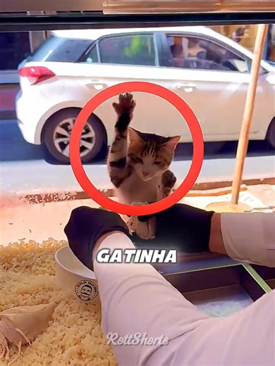Chef ALIMENTOU uma GATINHA faminta! 🐱👨‍🍳