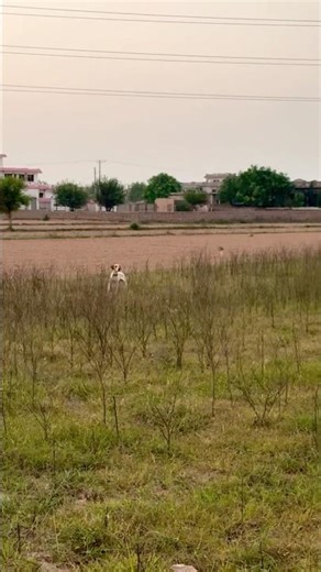 Quail hunting season / English mixed Pointer Best point #hunting