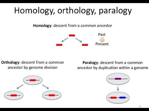 Ortholog.Paralog.Homolog:relationship between genes and how they are inherited from ancestors !!