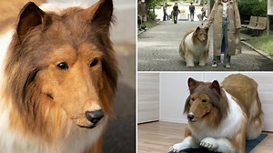 Who's The Japanese Man In A Dog Costume? The Guy Who Transformed Himself Into A Collie Explained