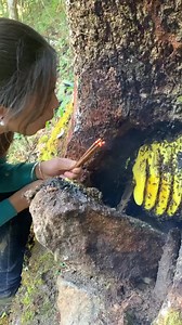 61K views · 451 reactions | Get the bbehive in nature tree #asmr #asmrsounds #bee | Beehub Reely | Facebook