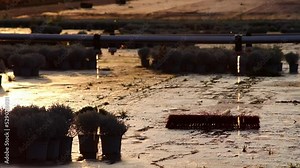 Dripping irrigation system with dripping water from sprinkler on farmland with cultivated plants in evening sunset shows water shortage and drought as extreme weather danger for agricultural harvest