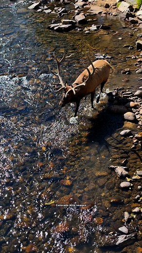 38K views · 2.2K reactions | One of my all time favorite videos I’ve taken during the rut. ❤️ #fypviralシ #reelsfypシ #fypviral #fypシ #reelschallenge #reel #elkrut #Elk #bugle #elkbugle #viralreelschallenge #viralvideochallenge #viralvideoシ | Colorado Wild Images | Facebook