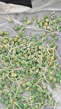 Sowing snap pea seeds: How to sprout and tips #short