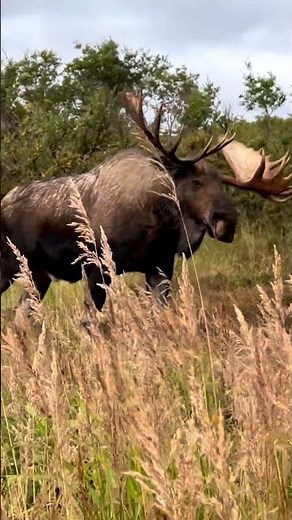 HUGE Alaskan Yukon Moose at 20 yard KILLSHOT