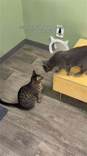 The Cats Brew Café in Sun Prairie, WI | Cozy Cat Café Near Madison