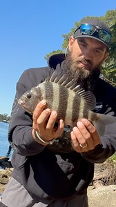 How to catch more sheepshead this year! #sheepshead #fblifestyle | Bearded Brad
