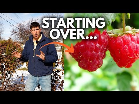 Don’t Plant a Blackberry or Raspberry Plant Without This Pruning Guide