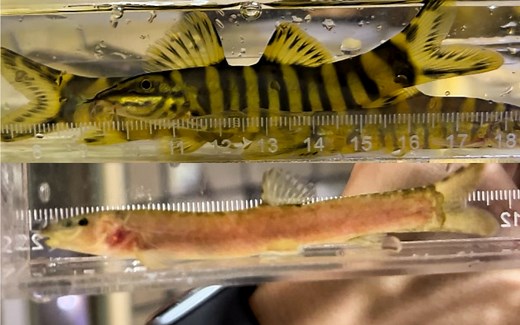 【新鱼开箱209期】小众、便宜又好养的原生鱼：壮体沙鳅&美尾薄鳅？