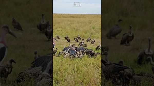Vultures and Storks Clean Up After a Feast