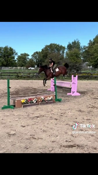 💥💥💥 #equestrian #horseriding #younghorses #fyp #foryoupage