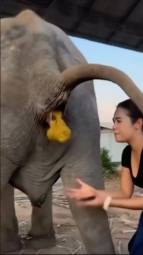 World's Most EXPENSIVE Coffee from Elephant Poop