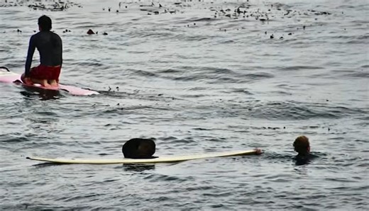 Aggressive Sea Otter Bites California Surfer On The Foot, Steals Board For Over 20 Minutes