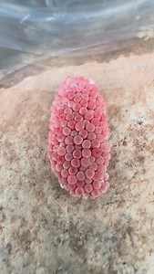 Oddly satisfying… or just weird? 👀🤯 #Satisfying #OddlySatisfying #ASMR #wildlife #SatisfyingVideo #Crunchy #eggs #nature #applesnail #snail #mindblowing #Relaxing #WhatIsThis #strangelysatisfying | Inspirgreen