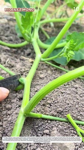 Green Stem Management: How Shears Transform Overgrown Plants Into Neatness