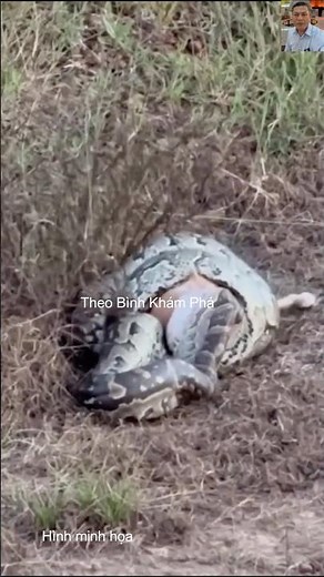 Giải mã khả năng săn mồi không giới hạn của loài trăn #animals #dongvat #snake #pets #wildlife