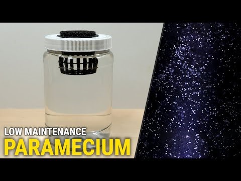 How I Culture Paramecium - Even When I Don't Want To