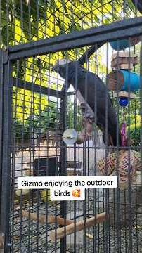 Gizmo enjoying the sunshine in Kiki's old cage. ❤️‍🩹