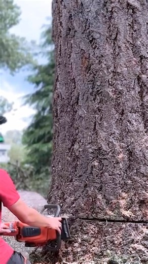 Tree-cutting specialist in action! #forest #forestry #woodchopping #fbreels #reels #treework #arborist #virals | American People