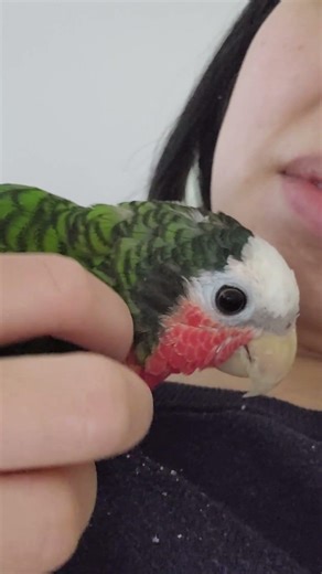 Too many pin feathers