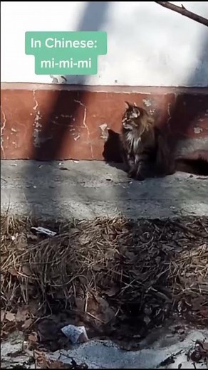 GERMAN always works ON CATS!