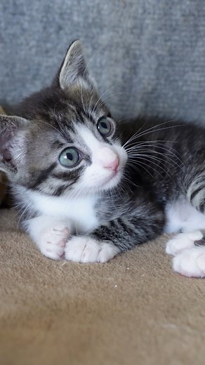 🐾 Você Sabia? O Meu Container Pet é um ponto de atendimento gratuito para cães e gatos em Serrana! 🐶🐱 Mas afinal, quem pode levar o animal? E o que o serviço oferece? 🤔 Assista e descubra! 💙 | Prefeitura Municipal de Serrana