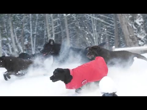 We Are Dogs Naturally