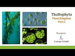 Thallophyta (Algae) | Chlorophyceae Phaeophyceae Rhodophyceae | Plant Kingdom| Biology Class 11/NEET