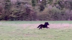 4.9K views · 705 reactions |   The Adventures Of Black Beauty   | The Adventures Of Patrick The Pony | Facebook