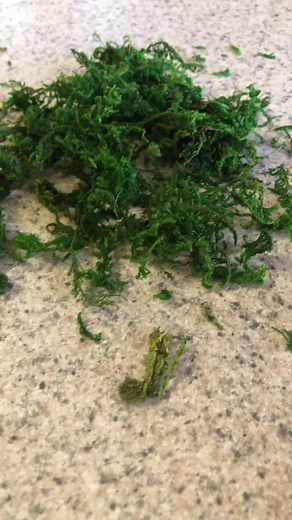 Express Yourself with Stompy Animation