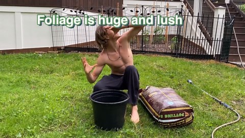 Colocasia esculenta: Planting your elephant ear bulbs