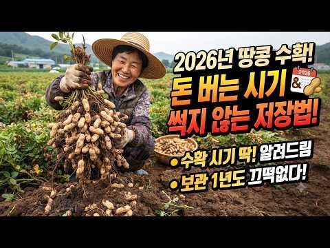 Don't Ruin Your Peanuts: Dig Them Up During 'This Time' in September! Peanut Harvesting and Pro T...