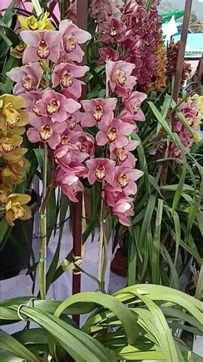 Last Yr Cymbidium flower Show ,Held in Pakyong National research center,,, few glimeses