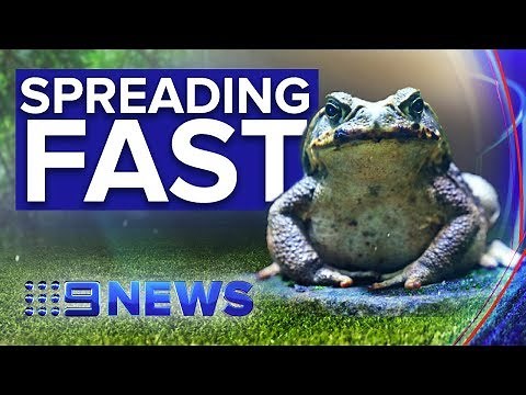 'Super' cane toads sweeping across northern Australia | Nine News Australia