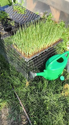 Naaaa, ki tudja milyen nap van ma? 😉🌸🪻💚🌳🌴🌵🪴 | Szőlőhegyi Biokiskert