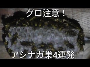 エアガンで蜂の巣駆除(夜襲) アシナガバチ編4連発
